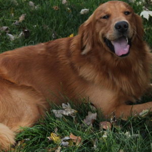 Dearest Barney, The Beautiful, Calm Golden Retriever Male At Red Cedar Farms.  Barney Is Affectionate, Kind, Lovable And Has A Great Disposition!