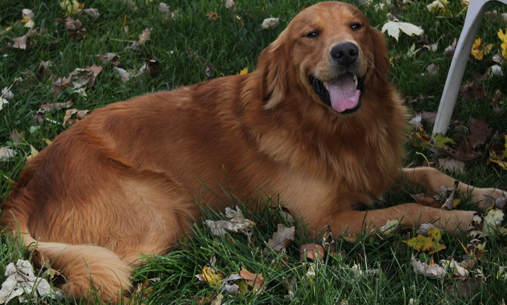 Dearest Barney, the beautiful, calm Golden Retriever male at Red Cedar Farms.  Barney is affectionate, kind, lovable and has a great disposition!