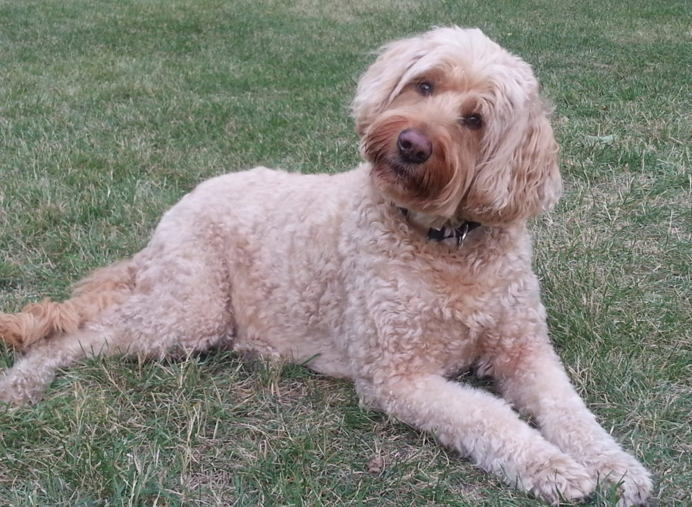 red goldendoodle puppy