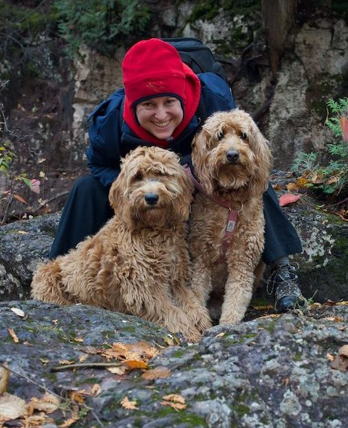 Meet Sequoia And Luca - Goldendoodle Dogs From Red Cedar Farms In Minnesota