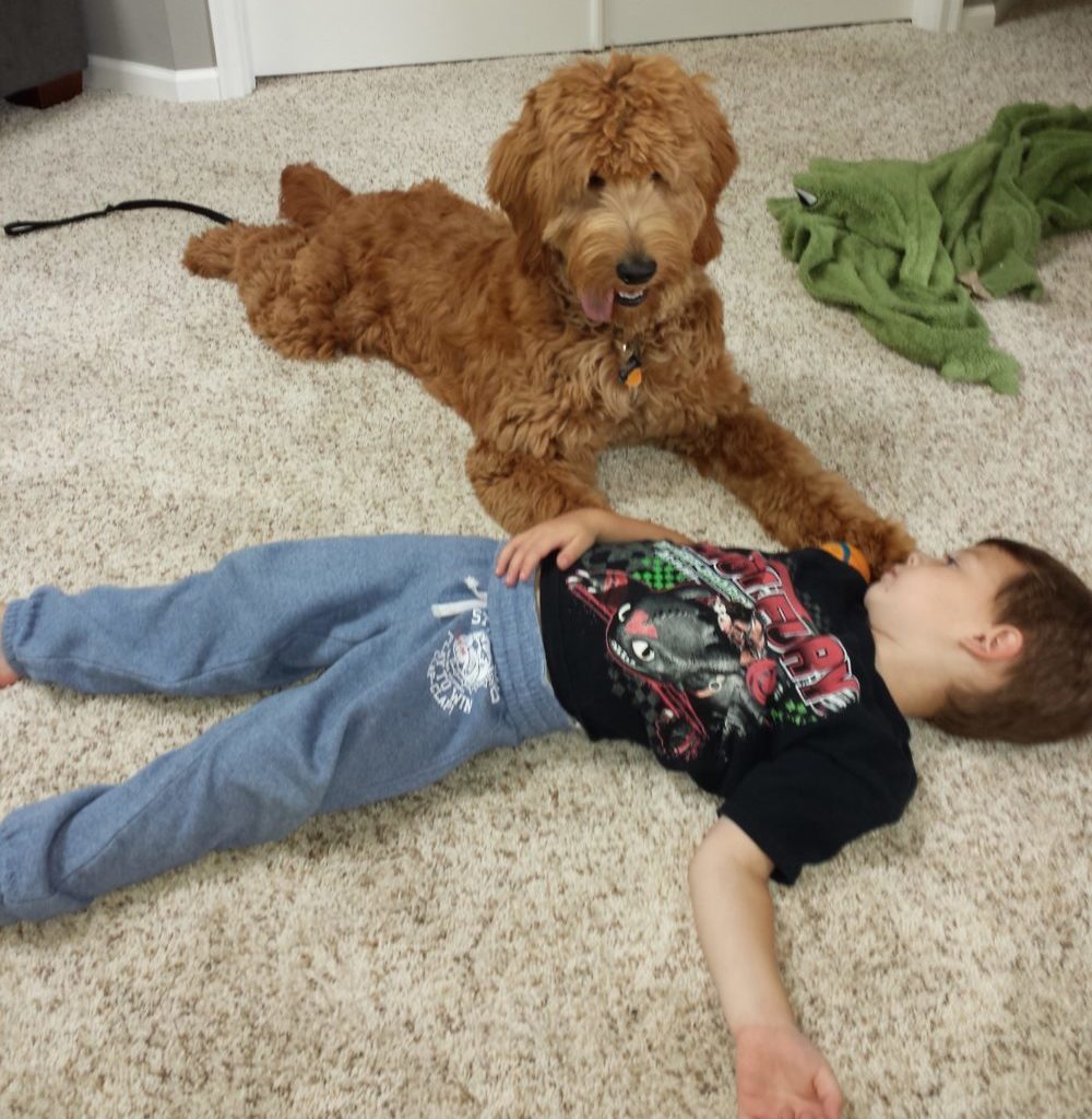 Meet Boomer - Goldendoodle Puppy From Red Cedar Farms In Minnesota