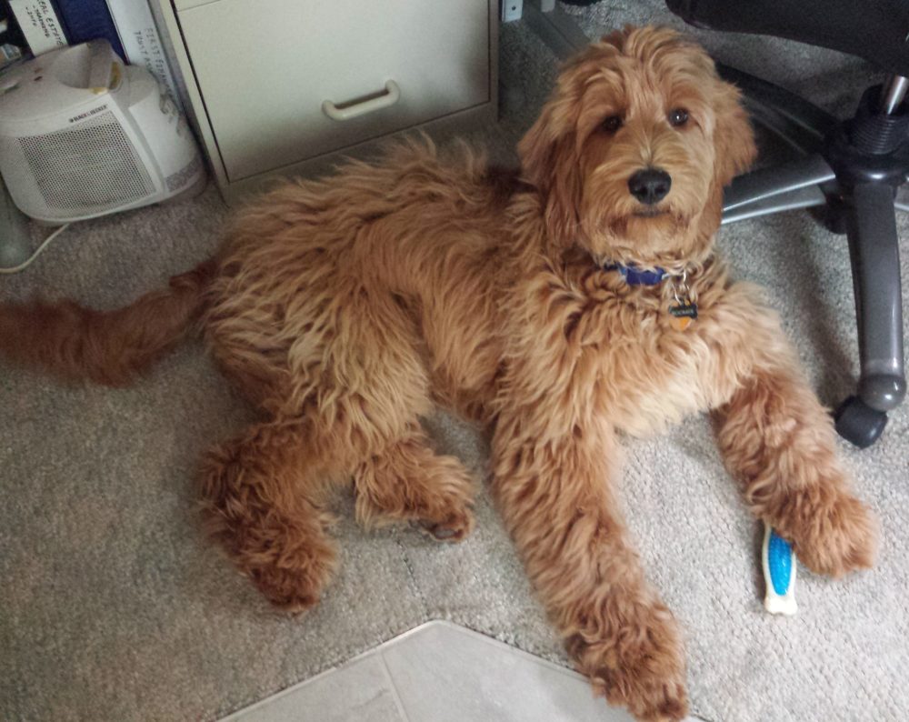 Meet Boomer - Goldendoodle Dog From Red Cedar Farms In Minnesota