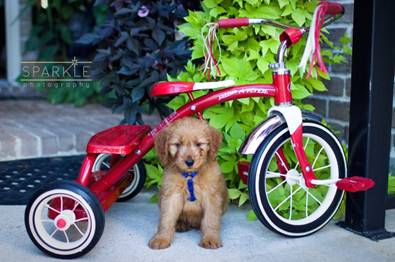 Meet Charlie - Goldendoodle Puppy From Red Cedar Farms In Minnesota