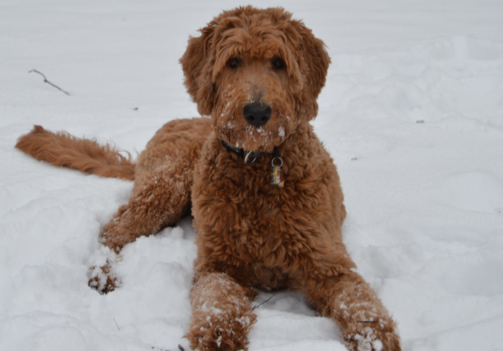 Meet Winston - Goldendoodle Dog From Red Cedar Farms In Minnesota