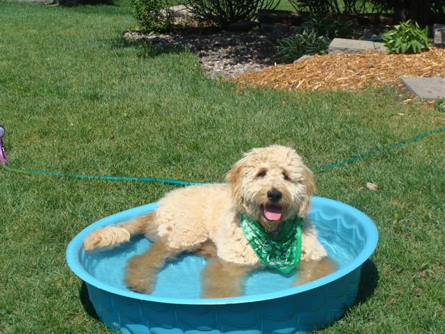 Duke...loving Life In The Pool!!