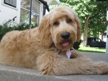 Goldendoodle Puppies For Sale Minneapolis St Paul