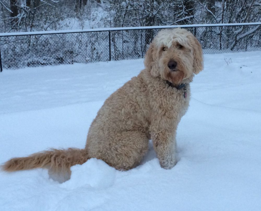 Meet Gatsby - Goldendoodle Dog From Red Cedar Farms in Minnesota