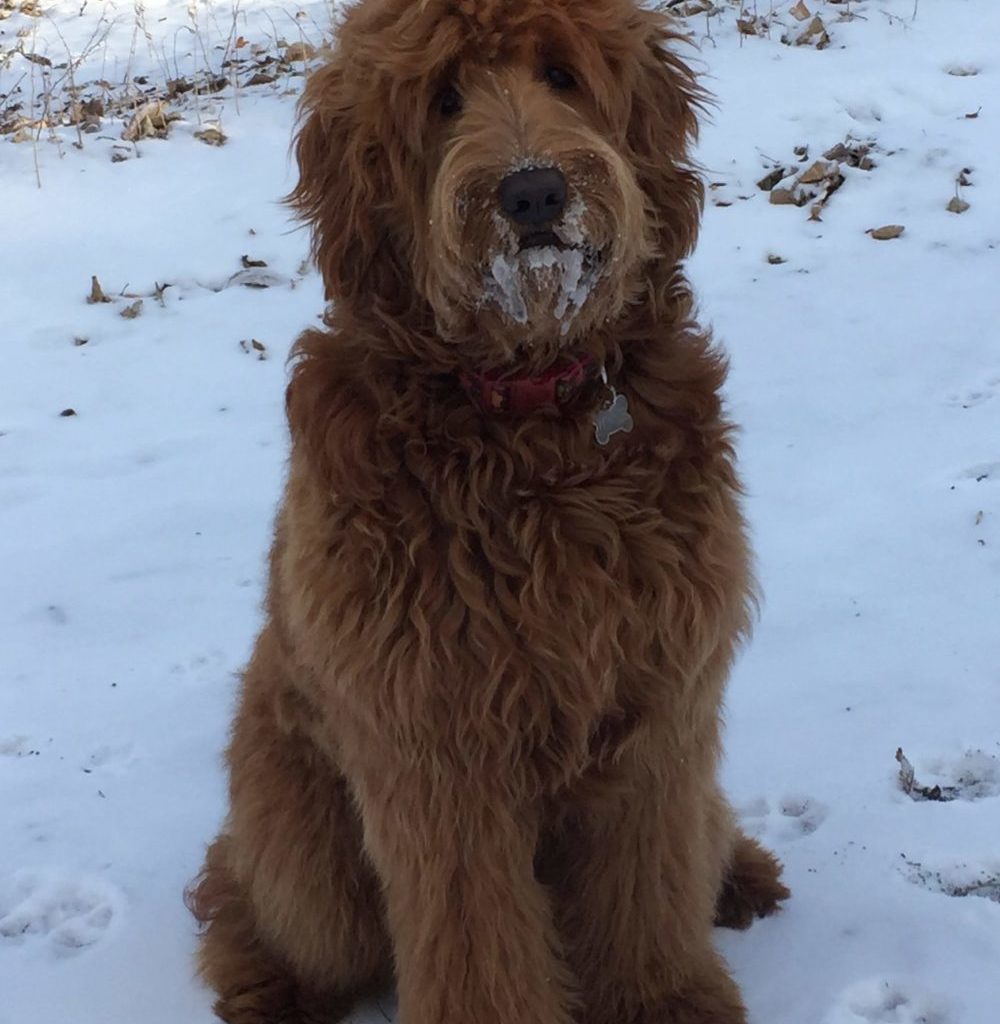 Meet Winnie - Goldendoodle Dog From Red Cedar Farms In Minnesota