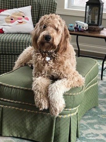 Meet Winnie Goldendoodle Dog From Red Cedar Farms Goldendoodles