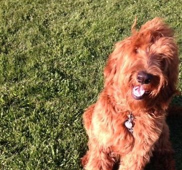 Meet Leo- Goldendoodle Dog From Red Cedar Farms In Minnesota