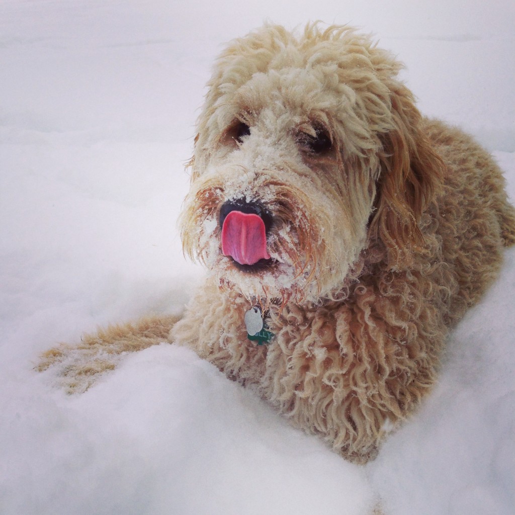 Meet Dollie - Goldendoodle Dog From Red Cedar Farms in Minnesota