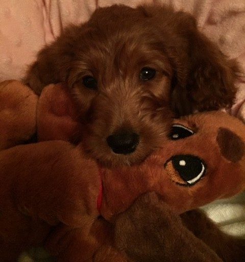 Photo Of Cooper - Goldendoodle From Red Cedar Farms Goldendoodles In Minnesota
