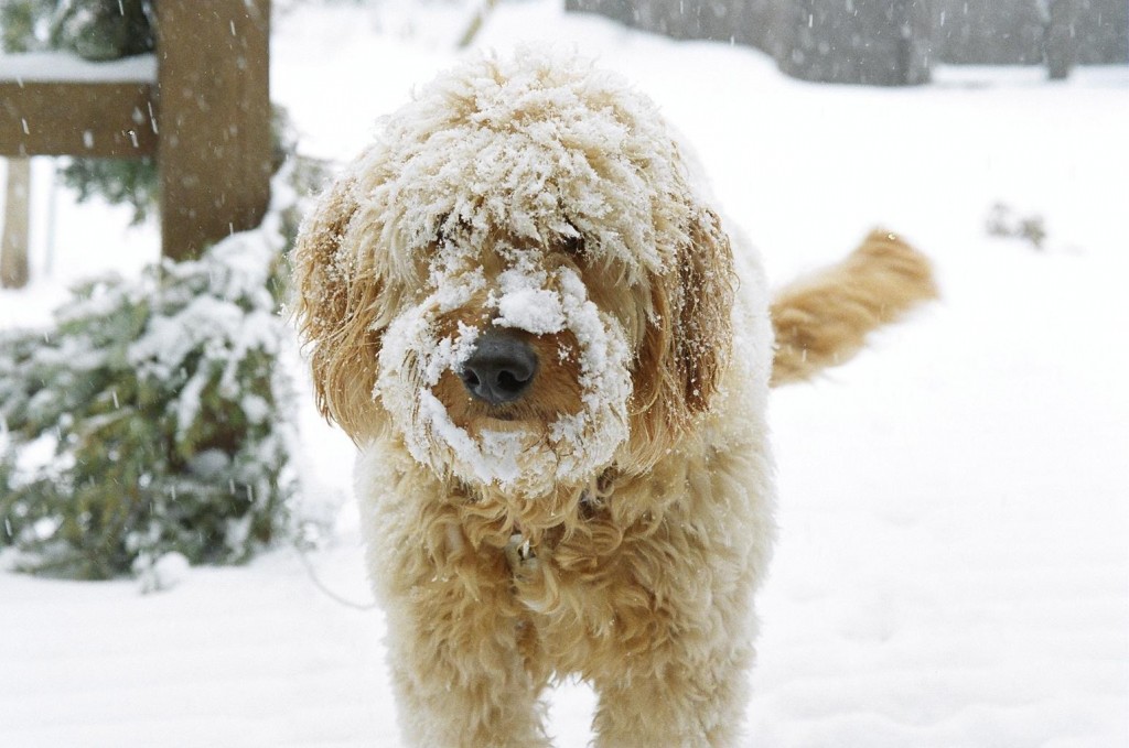 Photo of a handsome Goldendoodle dog from Red Cedar Farms in Minnesota