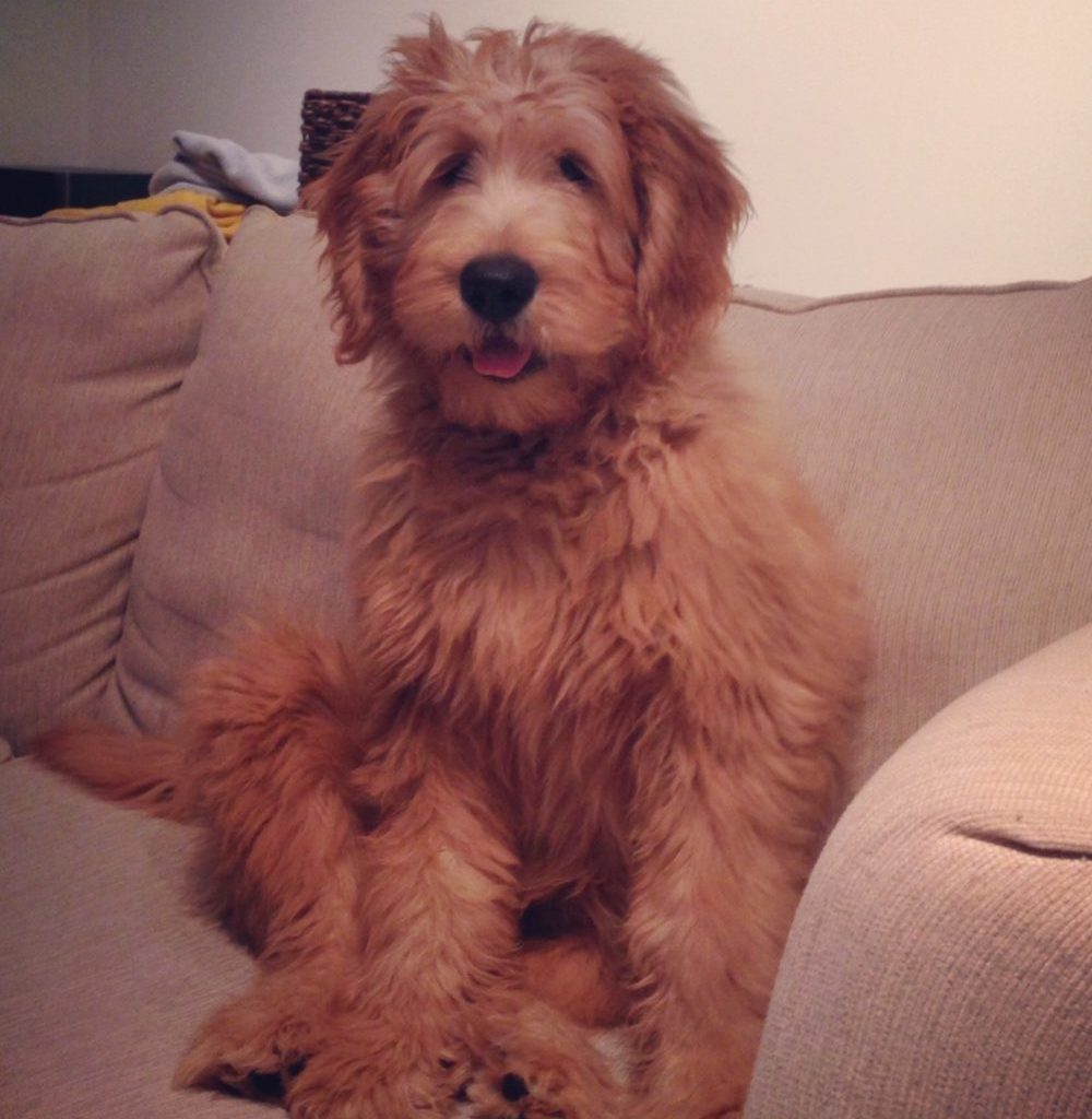 Meet Mika- Goldendoodle Dog From Red Cedar Farms in Minnesota