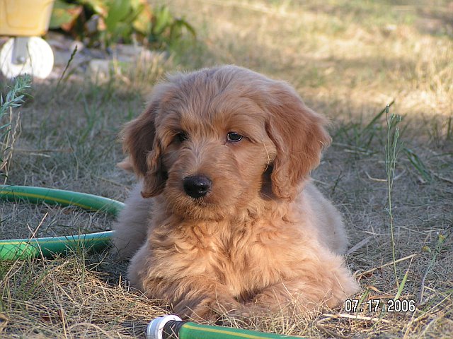 Meet Mr. Bowers - Goldendoodle Dog From Red Cedar Farms in Minnesota