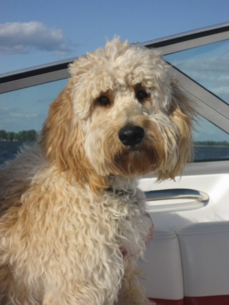 Murphy....loving Life On The Boat!!