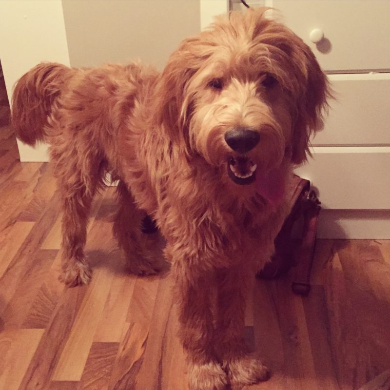 Meet Windsor - Goldendoodle Dog From Red Cedar Farms In Minnesota