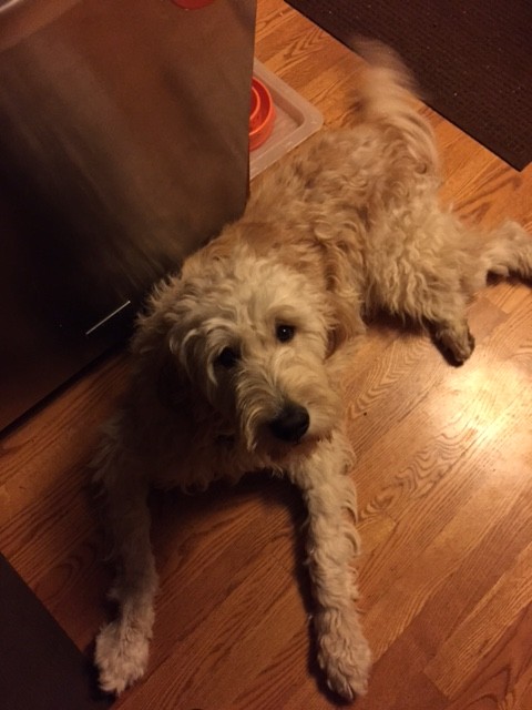 Meet Ollie- Goldendoodle Dog From Red Cedar Farms In Minnesota