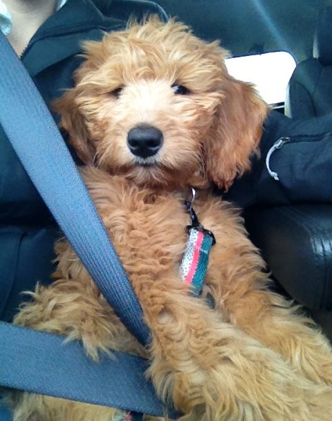 Meet Ruby- Goldendoodle Dog From Red Cedar Farms In Minnesota