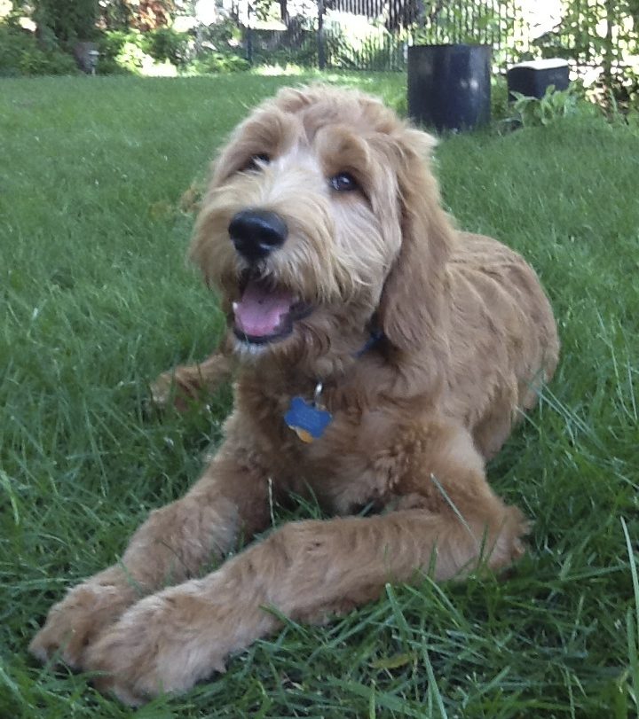 Meet Waffles- Goldendoodle Dog From Red Cedar Farms In Minnesota