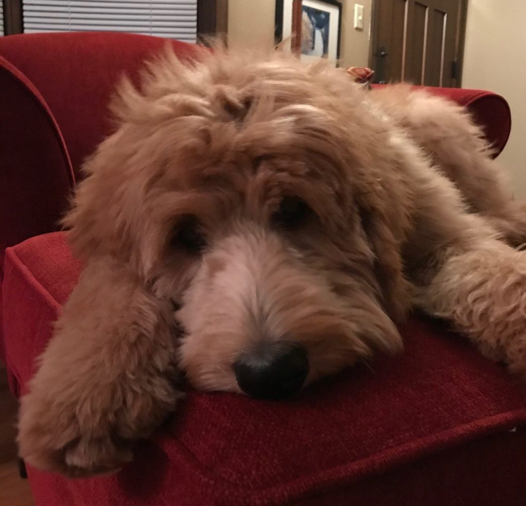 Willow Goldendoodle Dog From Red Cedar Farms Goldendoodles