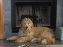 redcedarfarms-goldendoodles_our_dogs3