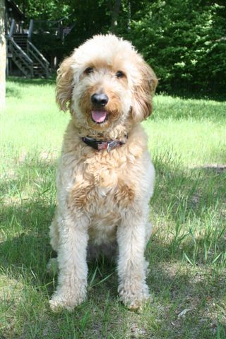 Redcedarfarms Goldendoodles Our Dogs6
