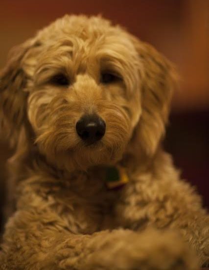Meet Darcy - Goldendoodle Dog From Red Cedar Farms In Minnesota
