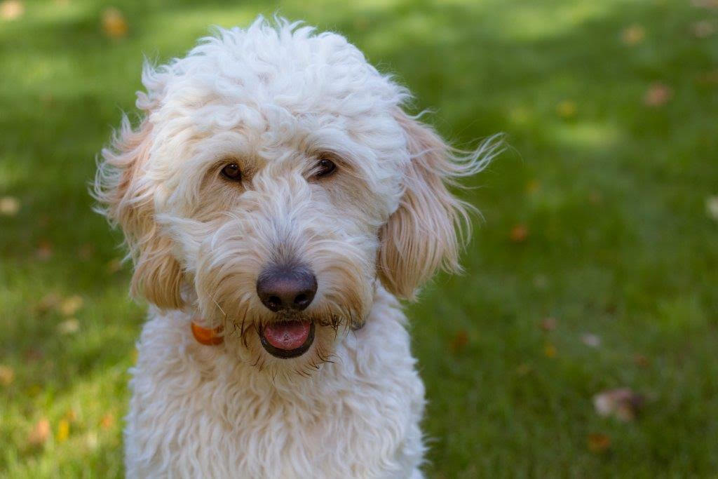 Meet Ollie - Goldendoodle Dog From Red Cedar Farms In Minnesota