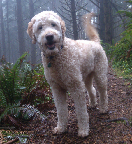 Photo Of Meet Bode - Goldendoodle Dog From Red Cedar Farms In Minnesota