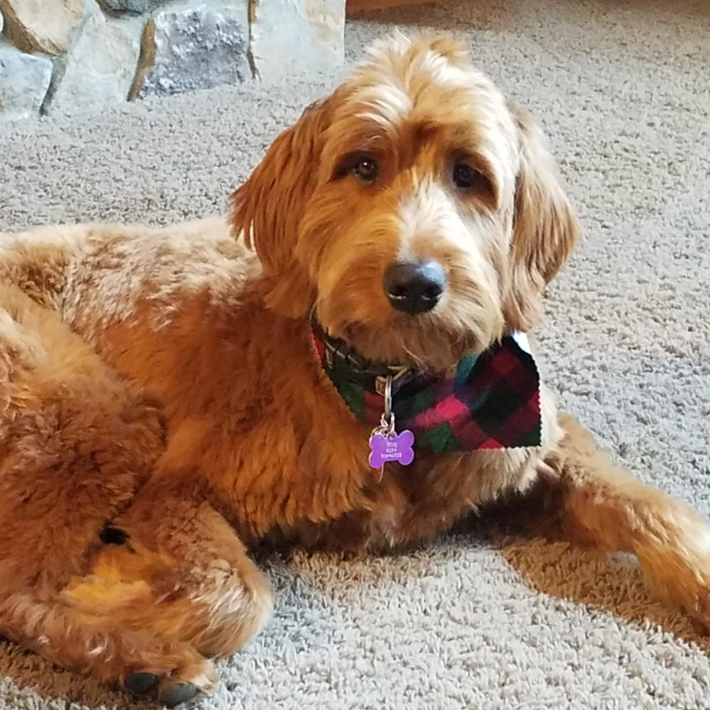 Our handsome boy Skol will be 2 in March. He has the best low key temperament, greets us at the door smiling, wagging and talking and when it comes to cuddling, he is the best.  He is more Golden than oodle... and we really love that about him now.  So thankful to Red Cedar Farms for raising such great pups.