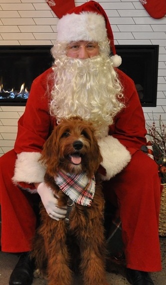 Santa and a Goldendoodle from Red Cedar Farms in Minnesota