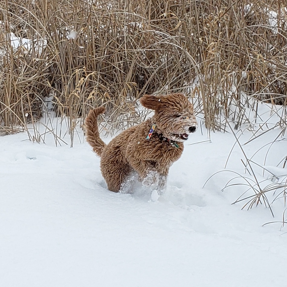 Miss Olive...just Loving The Snow!!!