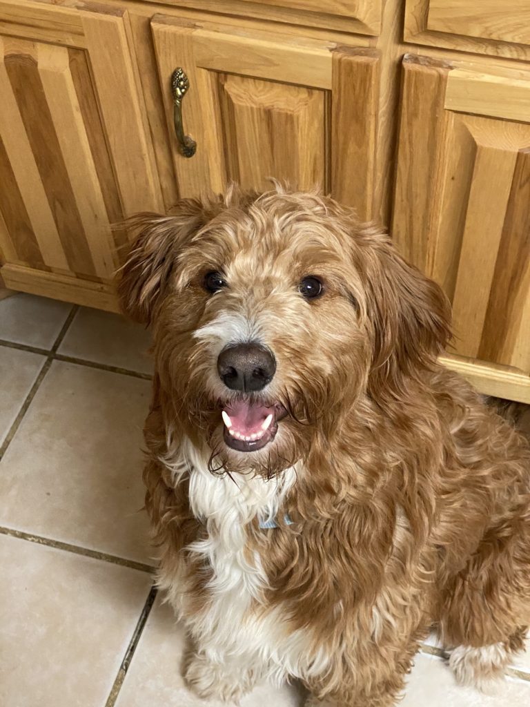 Here are some photos of our Goldendoodle Gus. He was born on January 28th, 2018 to your Barney and Hazel. We are so pleased
with him, he has been a perfect addition to our family including our other dog, a German short hair. Gus loves to play fetch and snuggle at night. He also loves socializing with other dogs and meeting new people. He is great with kids and has a sweet nature. We would recommend your puppies to anyone!
Thank you from our family to yours, 
-Mara and Todd-