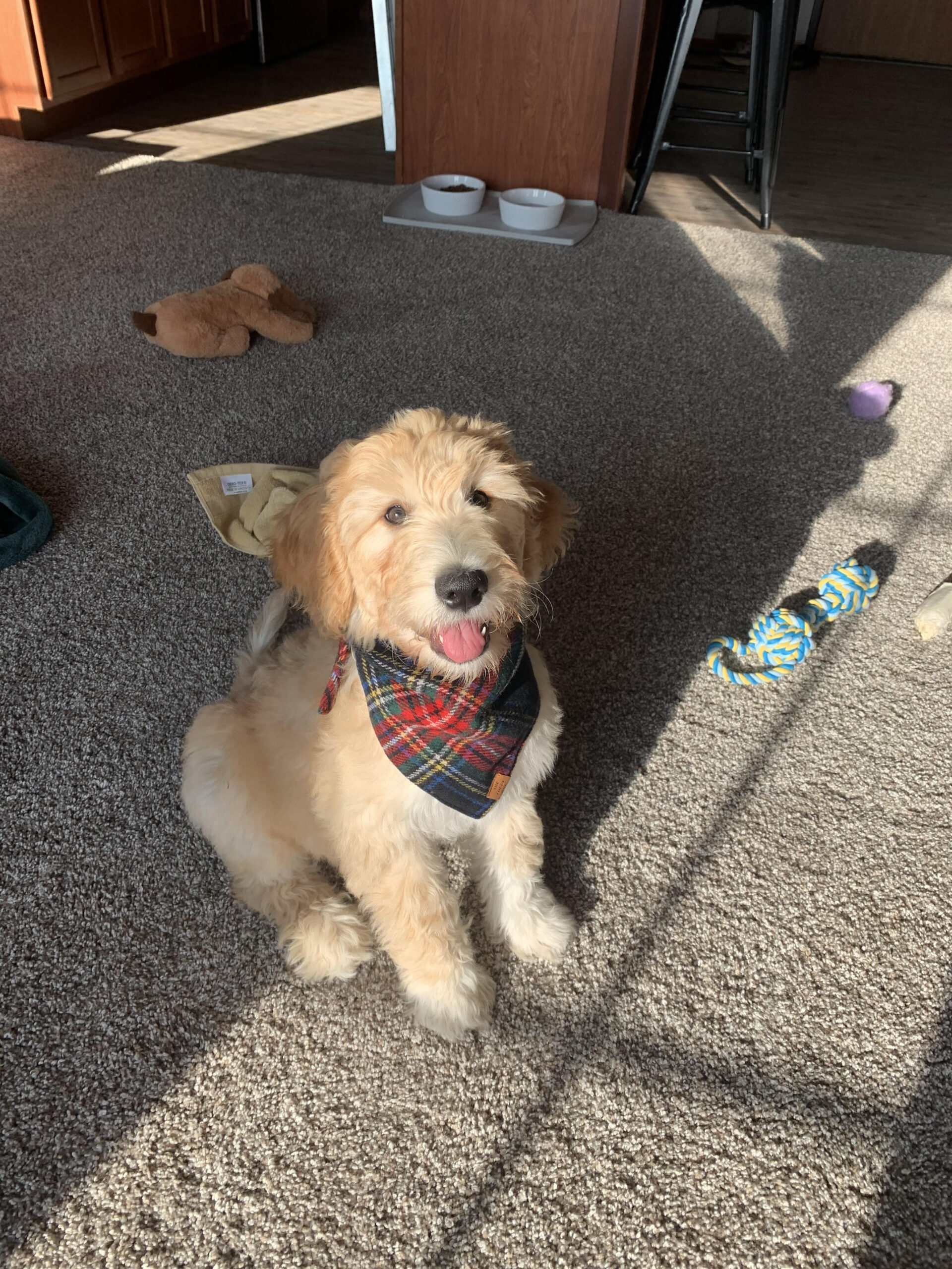 Sartell MN Goldendoodle Adoption Story – Lincoln