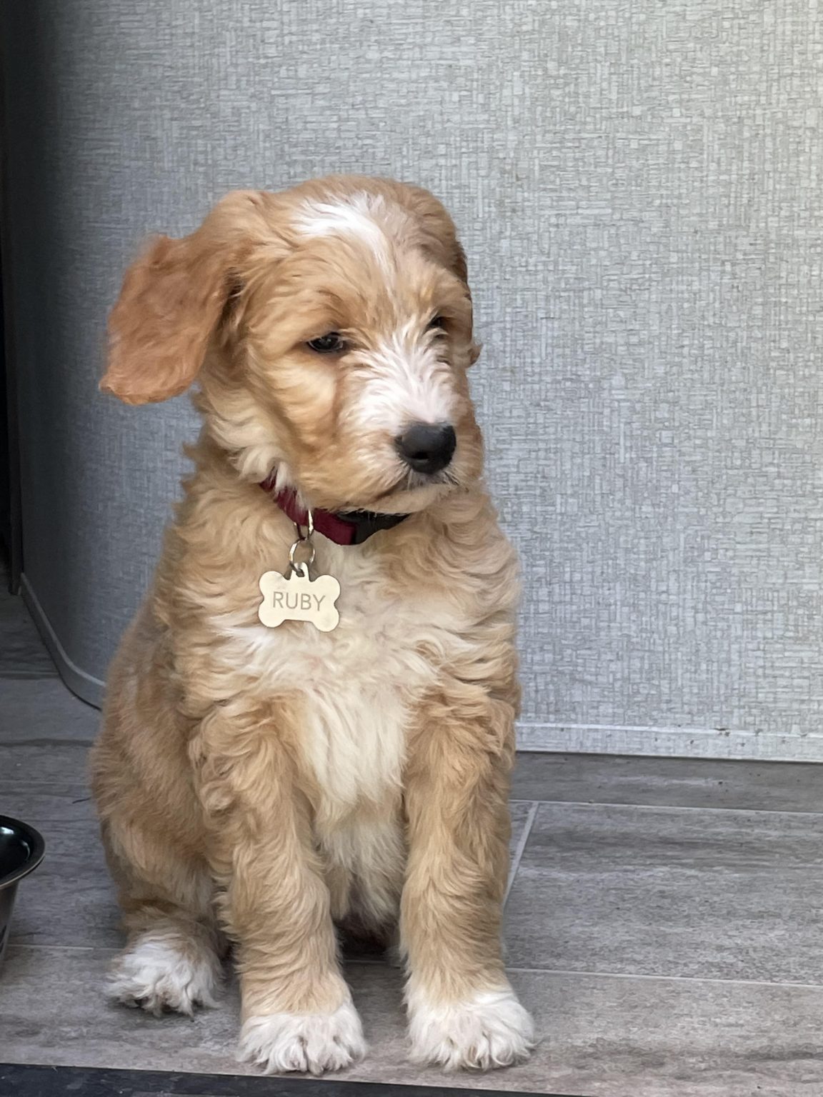Cokato, MN Goldendoodle Adoption Story Ruby Red Cedar Farms Goldendoodles