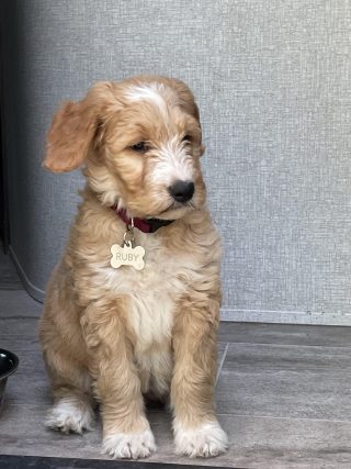 Cokato, MN Goldendoodle Adoption Story – Ruby