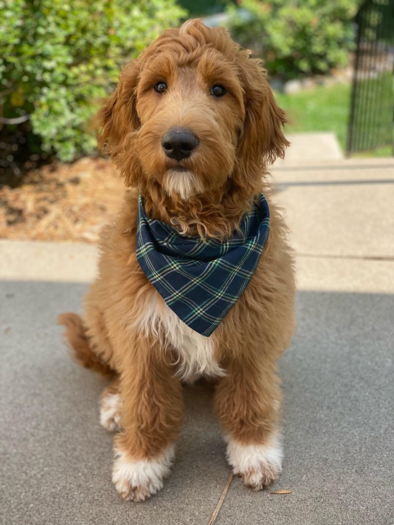 Arthur is growing into the best dog we could have asked for. Everyone asks where we got him for not only his coloring but his personality.
We love him so much so thank you again,
Annie