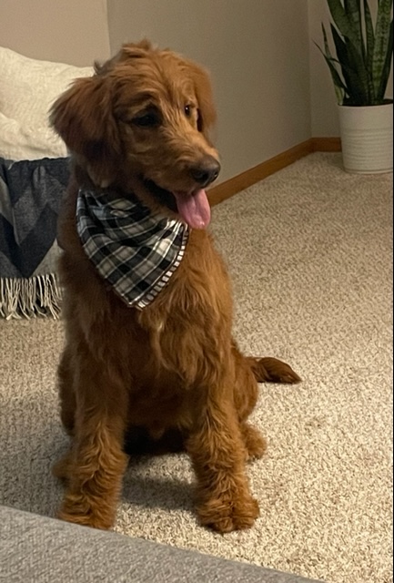 We got Oden from you on 10/30/21.  He’s such a good boy! He was so easy to train and to top it off he’s handsome and so sweet. He loves playing with my son, they are best friends.  Thank you for raising such good dogs!
-Brittany, Steve and Jax