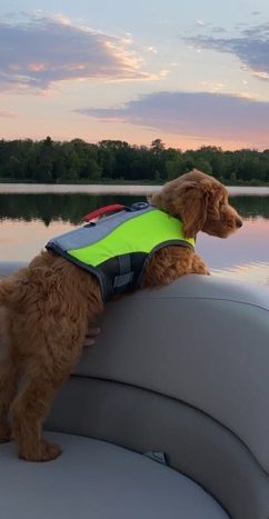 Just have to share! Nala loves the lake and the pontoon rides! No issues with life jacket.
She is a super good dog! Gear fit to our family! Thanks so much!