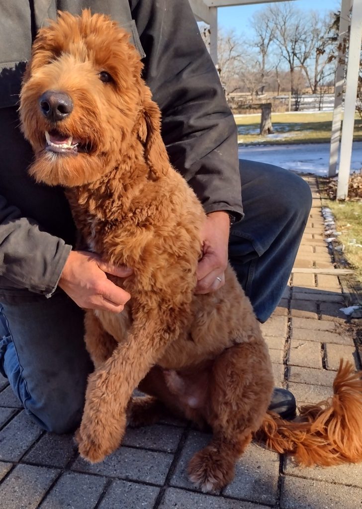 Hello!!  I am a one year old  super happy Goldendoodle currently residing at Red Cedar Farms.  I have my Certificate of Completion from Total Recall School for Dogs in the Puppy Course, Puppy Agility and the Beginner Course for Therapy Training.  I know voice commands, I come/sit/stay am totally potty trained, and smart as a whip.  I need to be on a Gentle Lead when I go for a walk because I would pull you along behind me, and I need to be corrected when I take things off your counter!  Let me know if you have a spot for me in your life!