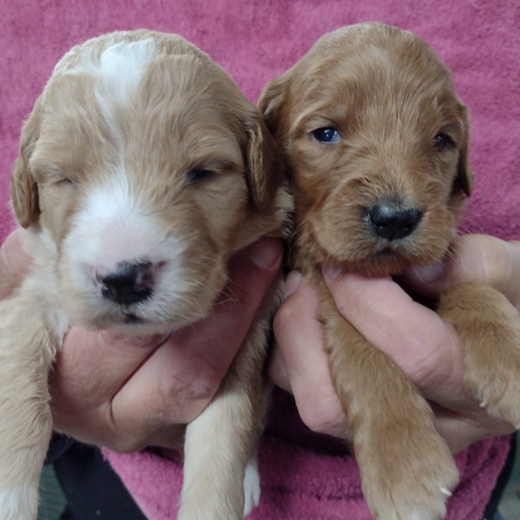 Beautiful girls ready to be part of your family on 3/2/23.