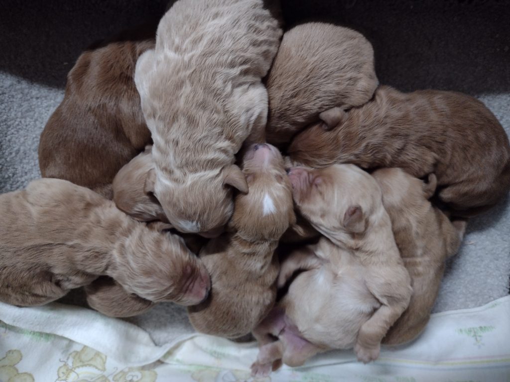 Welcome Beautiful Babies!!  Puppies will be ready to go early March.  Reach out to us through our email to secure a reservation for one of these little beauties!!