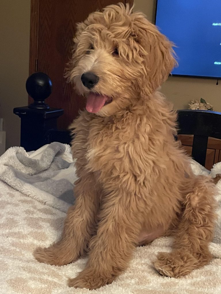 Baxter, a Goldendoodle puppy from Red Cedar Farms Goldendoodles in Minnesota