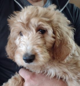 Goldendoodle Puppies For Sale - Red Cedar Farms Goldendoodles