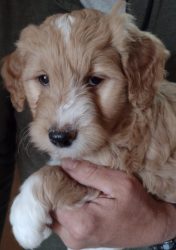 Jackson – Goldendoodle Puppy For Sale In Minnesota
