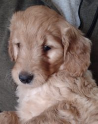 Jagger – Goldendoodle Puppy For Sale In Minnesota