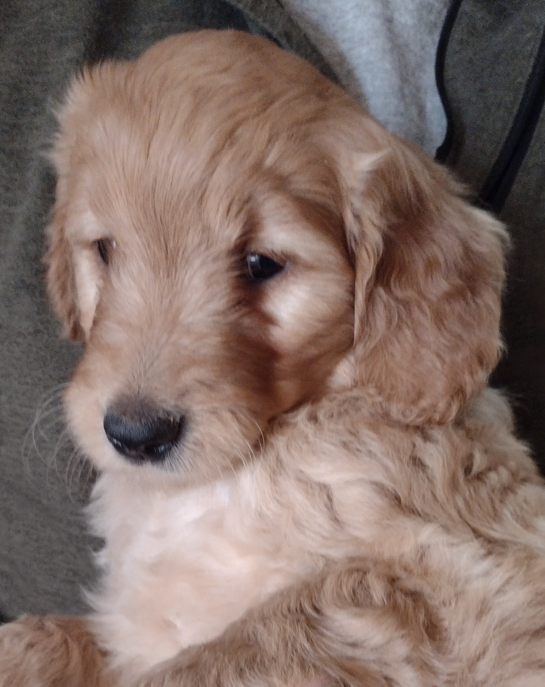 Congratulation Matt And Olivia Of St. Louis Park, Minnesota On Your New Goldendoodle Puppy From Red Cedar Farms!