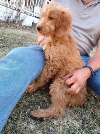 Mabel – Darling Goldendoodle Puppy Off To Her New Home In Minneapolis, MN!
