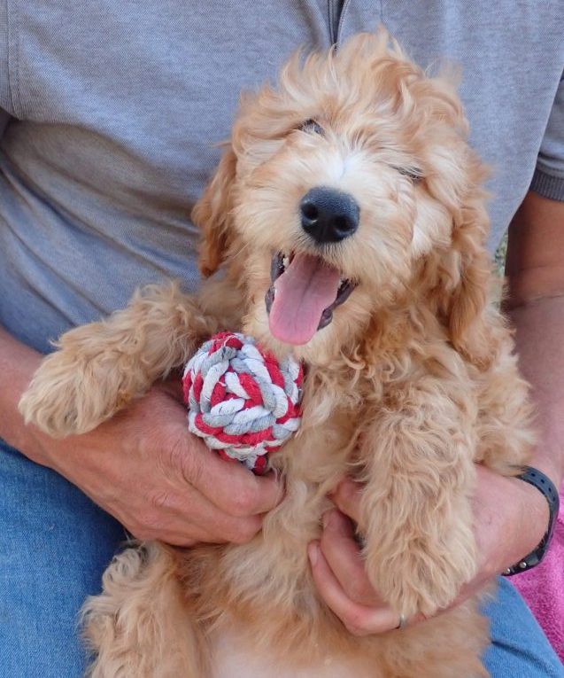 Goldendoodle Puppy On Her Way To Her New Home In Minneapolis, Minnesota!